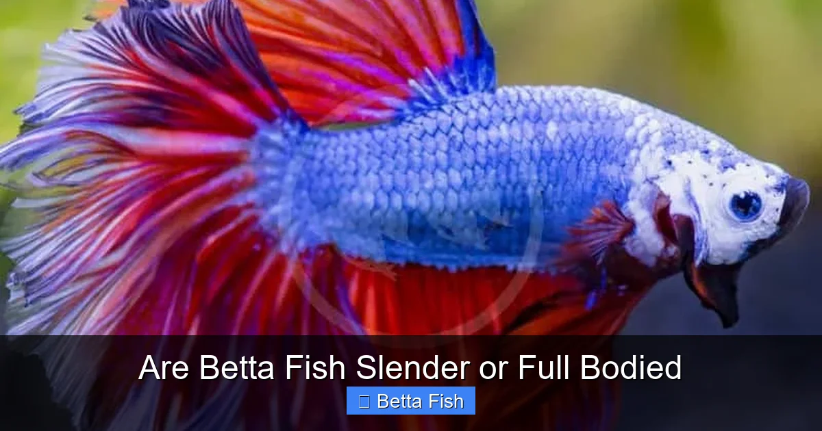 Are Betta Fish Slender or Full Bodied