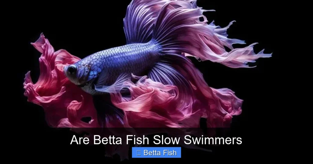 Are Betta Fish Slow Swimmers