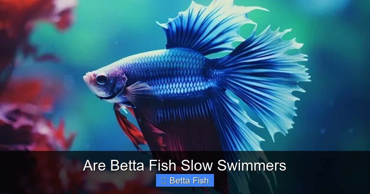 Are Betta Fish Slow Swimmers