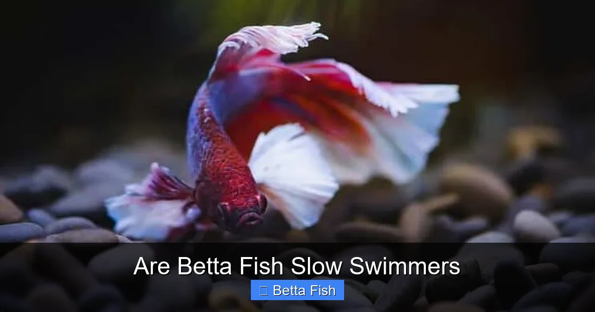 Are Betta Fish Slow Swimmers