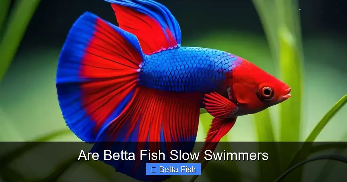 Are Betta Fish Slow Swimmers