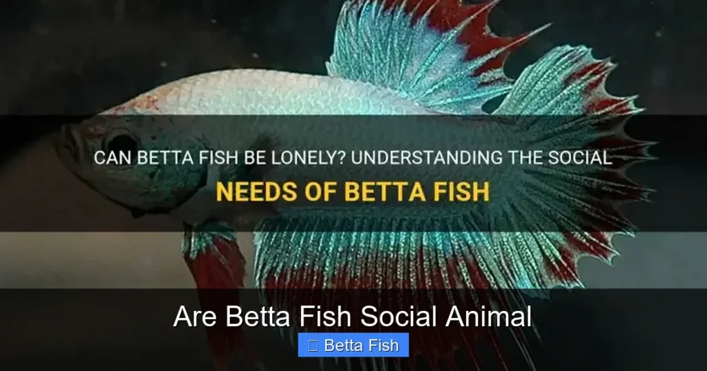 Are Betta Fish Social Animal