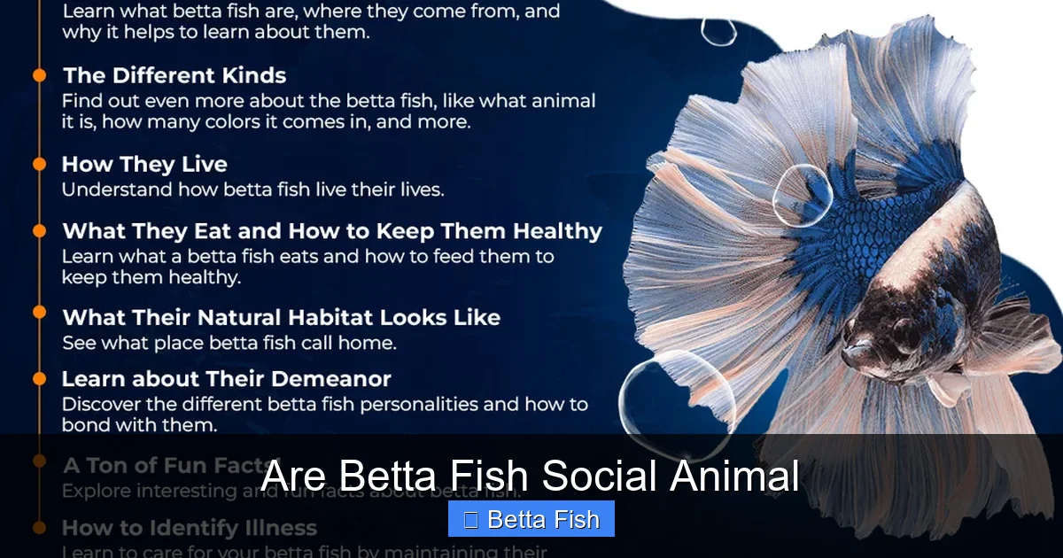 Are Betta Fish Social Animal