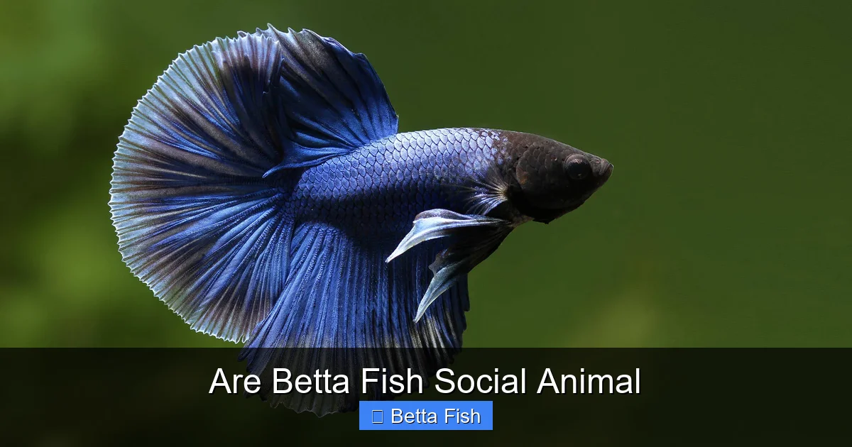Are Betta Fish Social Animal
