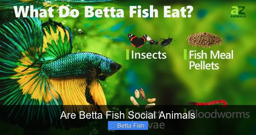 Are Betta Fish Social Animals