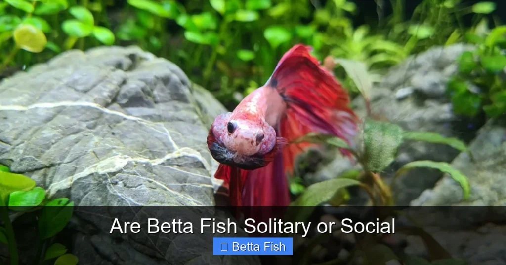 Are Betta Fish Solitary or Social
