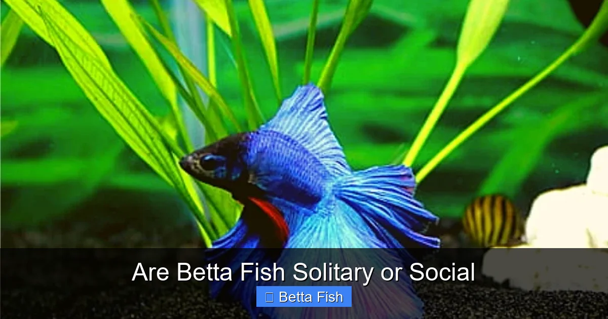 Are Betta Fish Solitary or Social