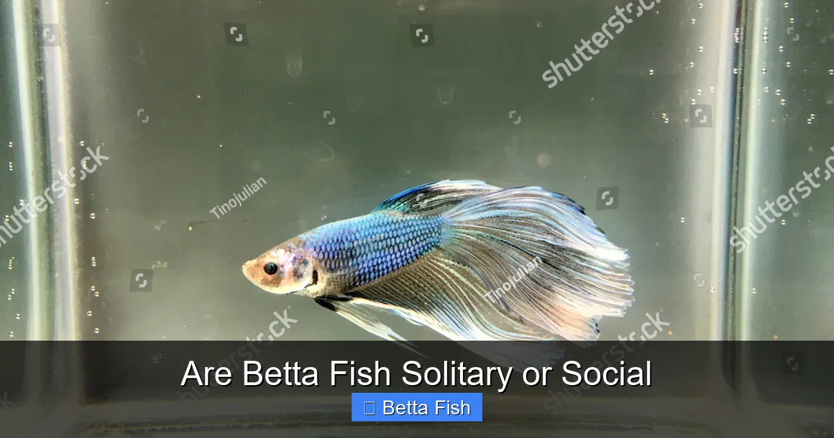 Are Betta Fish Solitary or Social