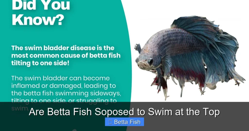 Are Betta Fish Soposed to Swim at the Top