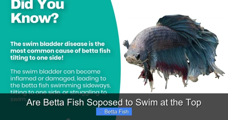 Are Betta Fish Soposed to Swim at the Top
