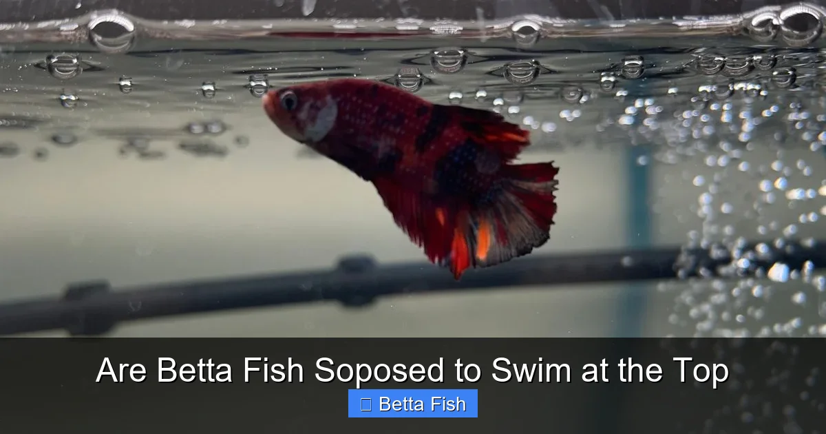 Are Betta Fish Soposed to Swim at the Top