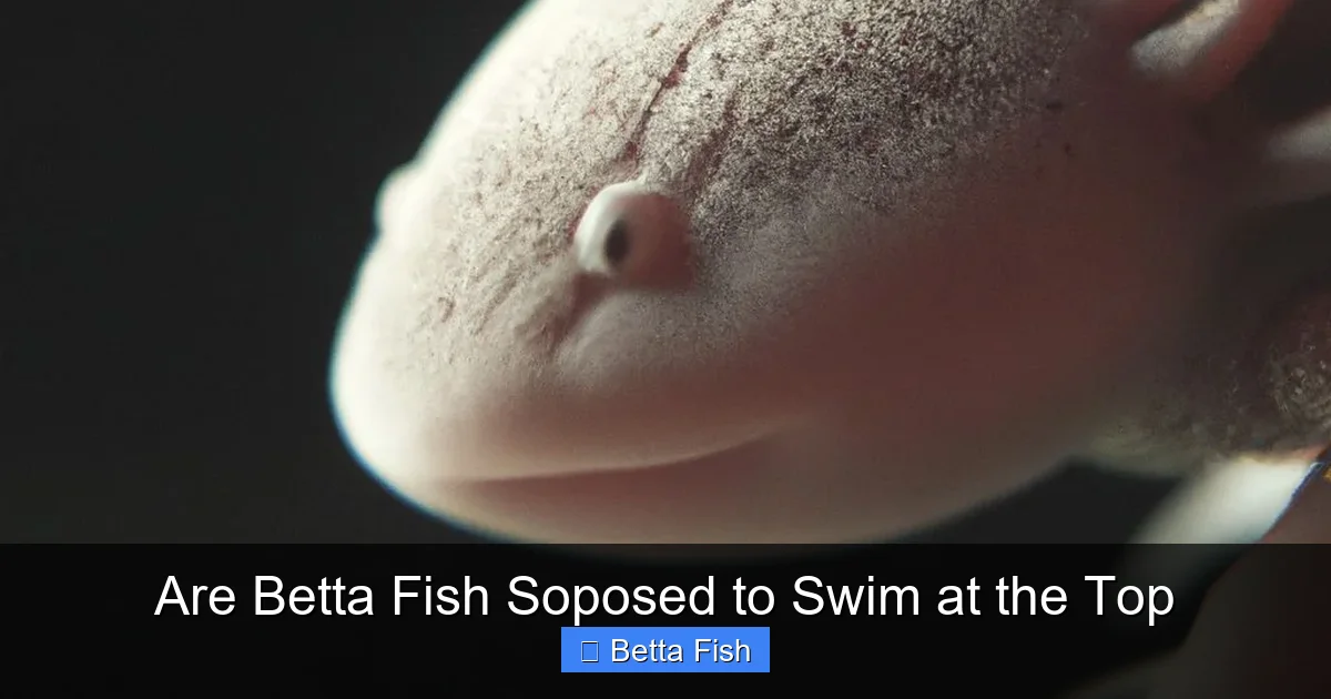 Are Betta Fish Soposed to Swim at the Top