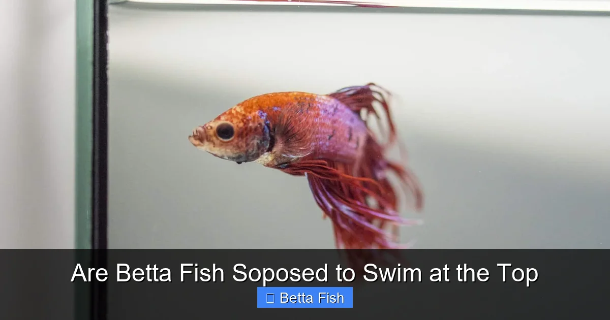 Are Betta Fish Soposed to Swim at the Top