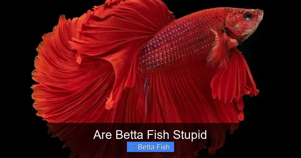 Are Betta Fish Stupid