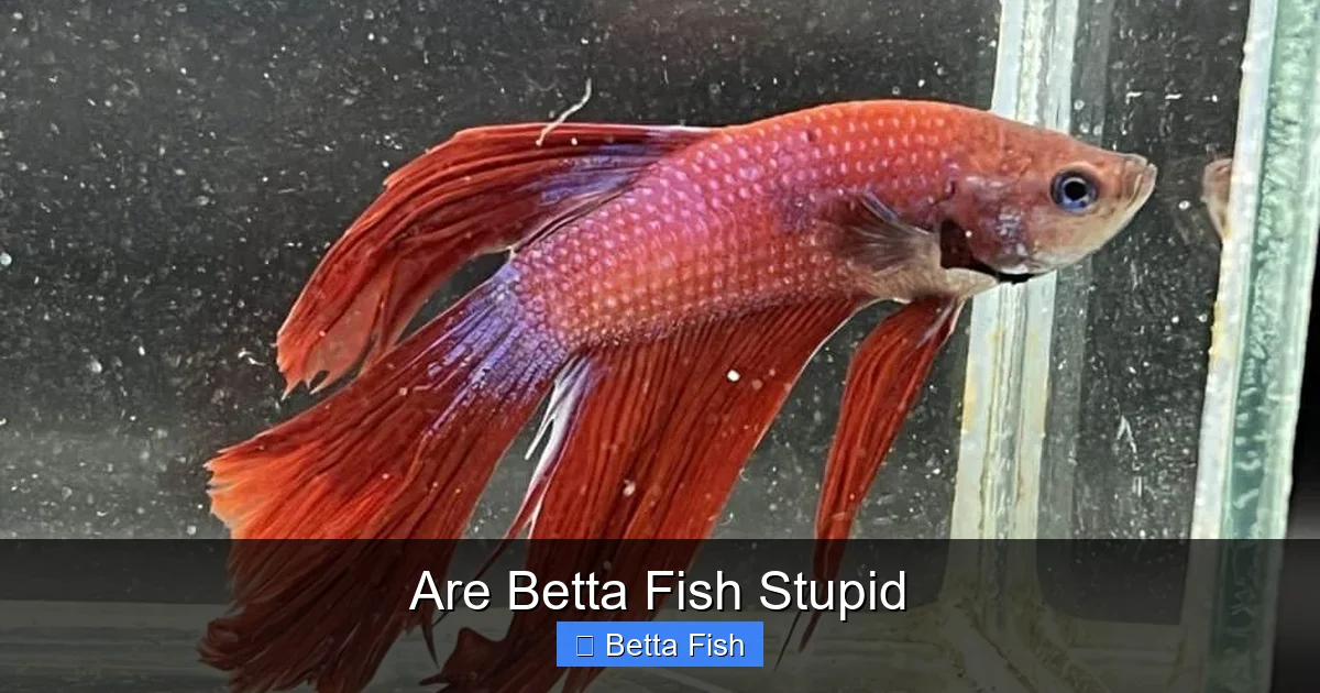 Are Betta Fish Stupid