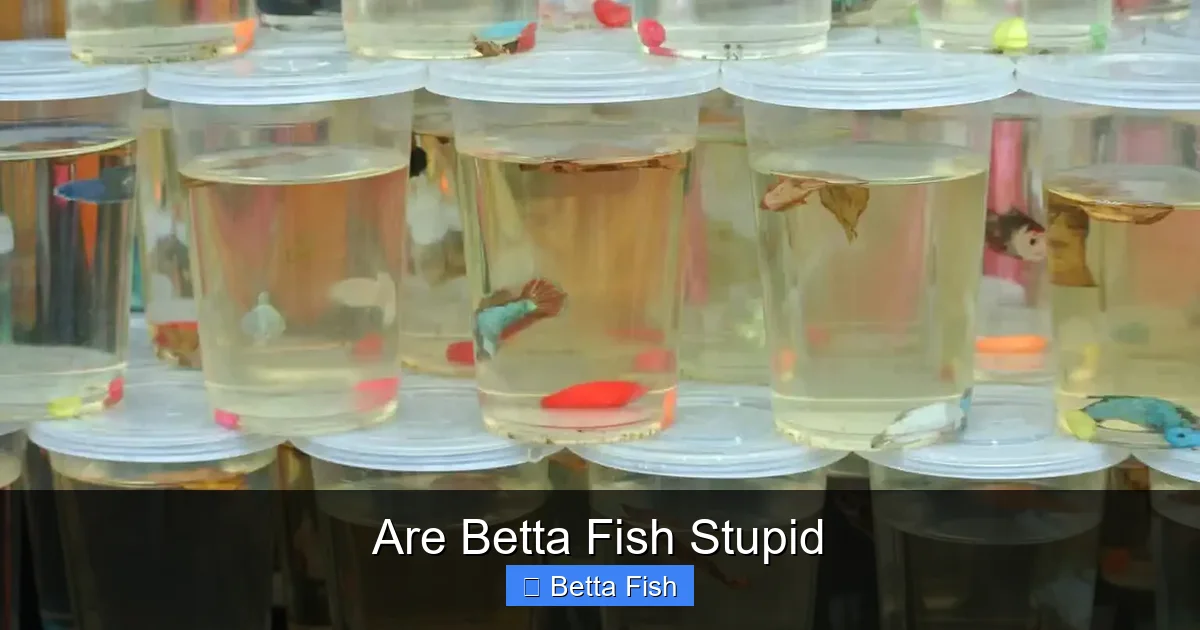 Are Betta Fish Stupid
