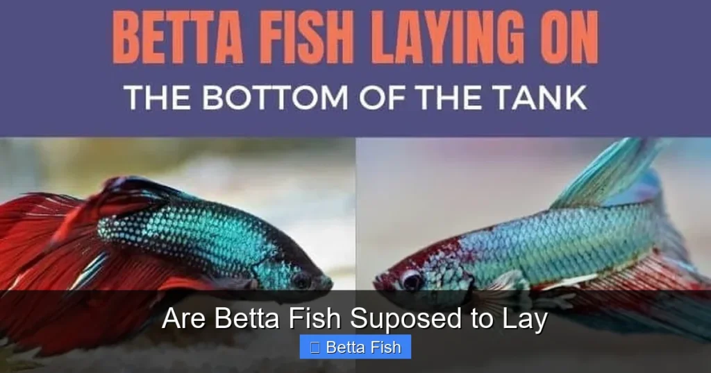 Are Betta Fish Suposed to Lay