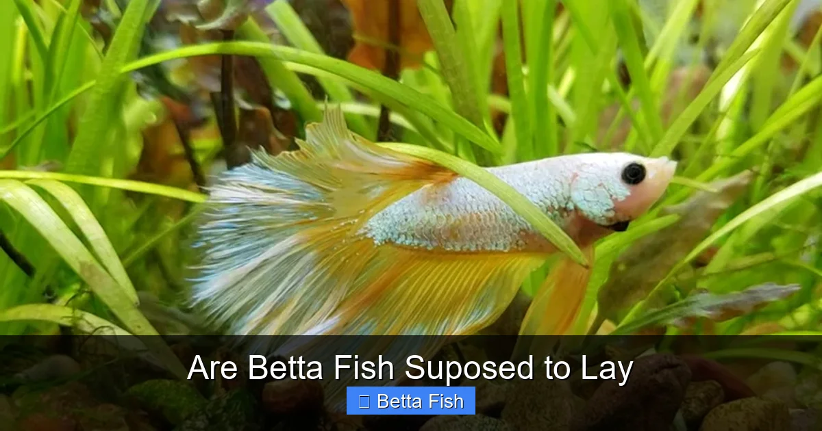 Are Betta Fish Suposed to Lay