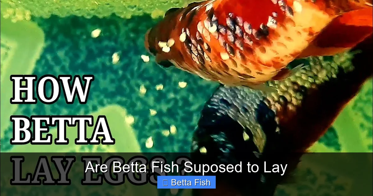 Are Betta Fish Suposed to Lay