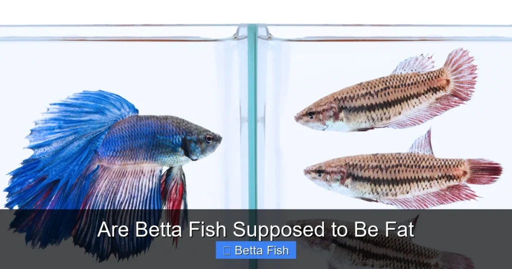 Are Betta Fish Supposed to Be Fat