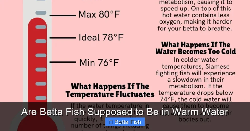 Are Betta Fish Supposed to Be in Warm Water