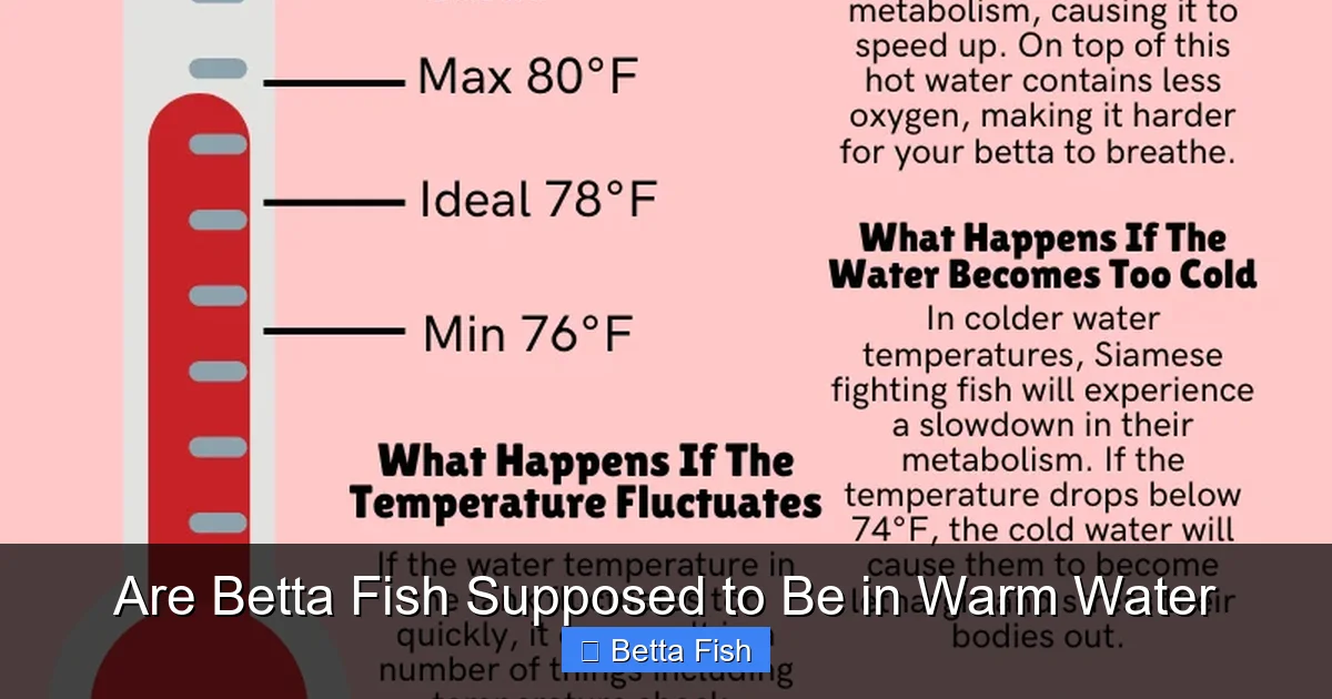 Are Betta Fish Supposed to Be in Warm Water