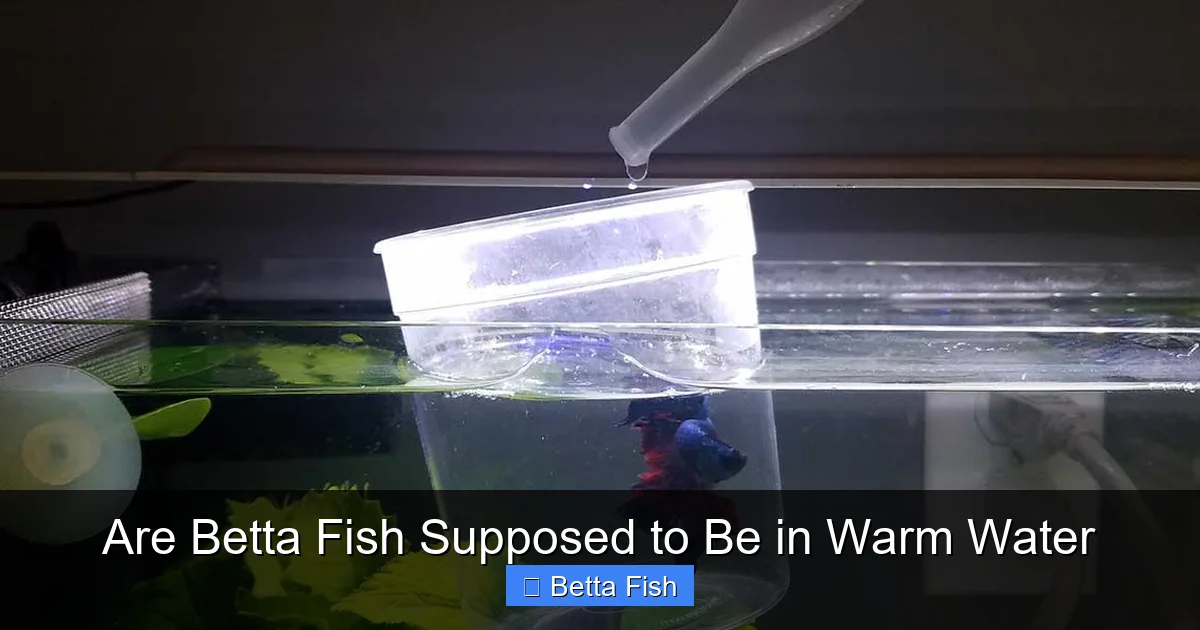 Are Betta Fish Supposed to Be in Warm Water