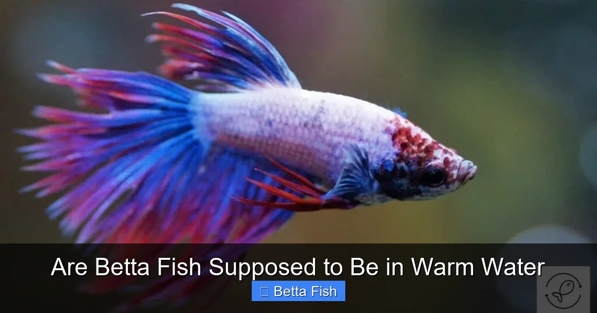 Are Betta Fish Supposed to Be in Warm Water
