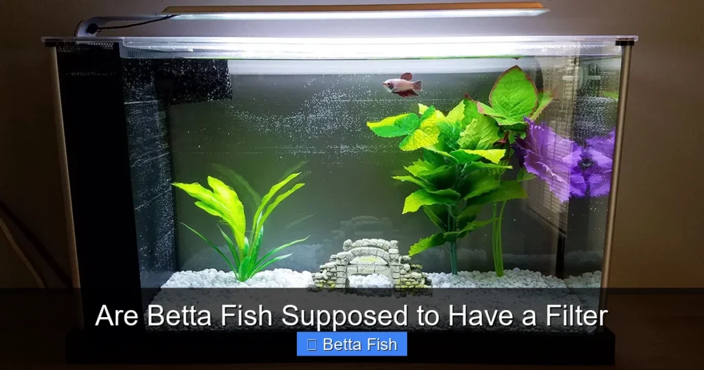 Are Betta Fish Supposed to Have a Filter