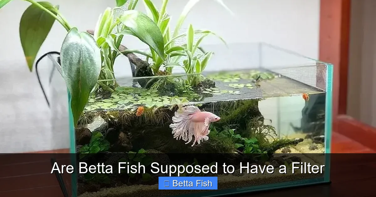 Are Betta Fish Supposed to Have a Filter