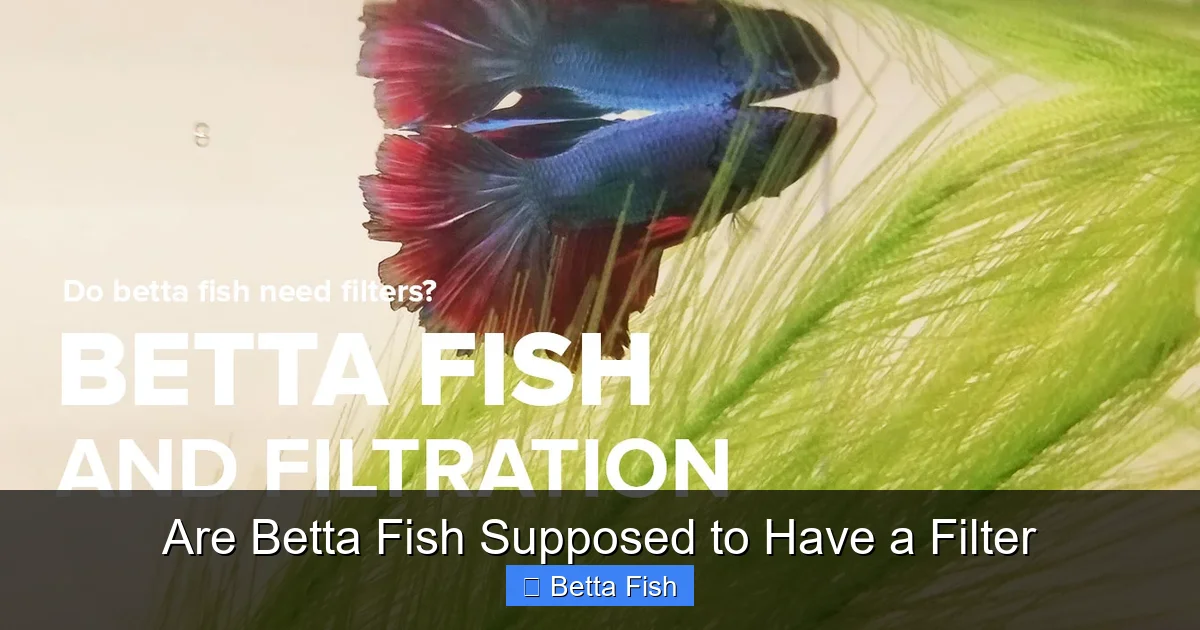 Are Betta Fish Supposed to Have a Filter