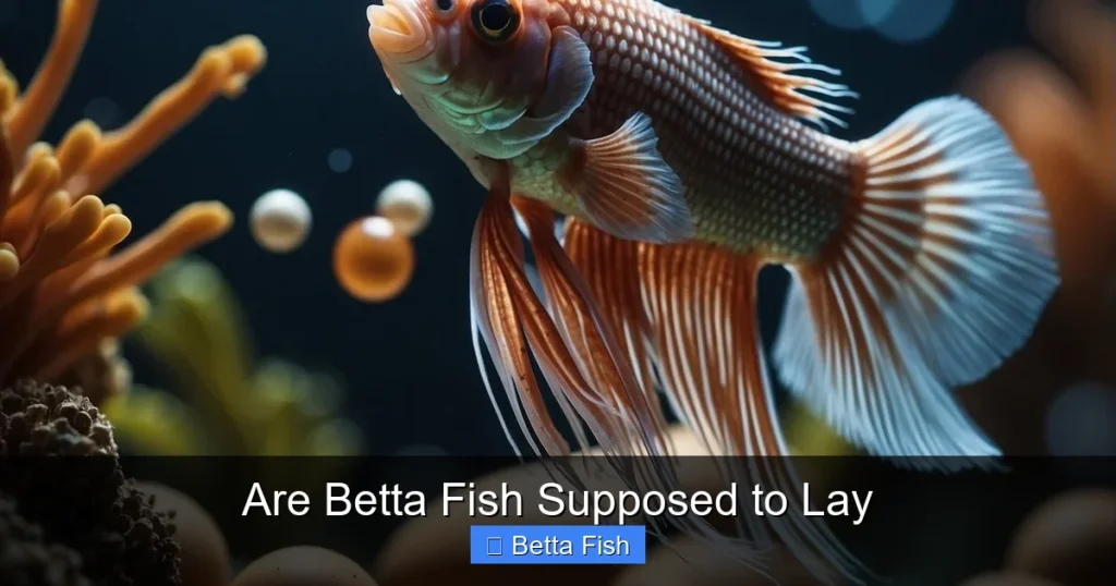 Are Betta Fish Supposed to Lay