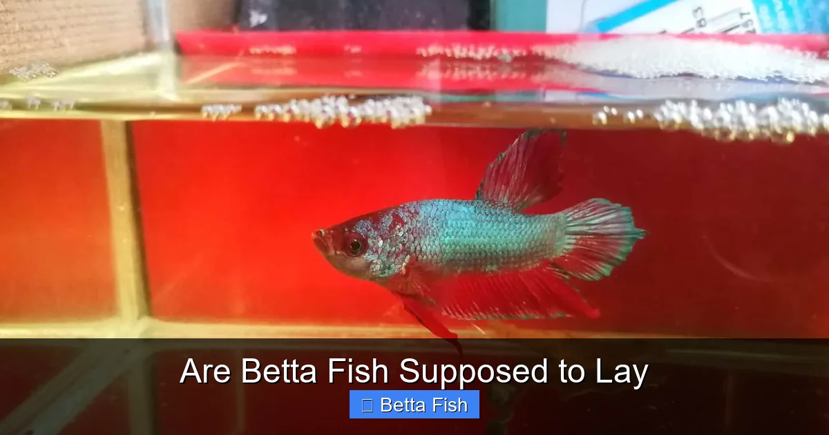 Are Betta Fish Supposed to Lay