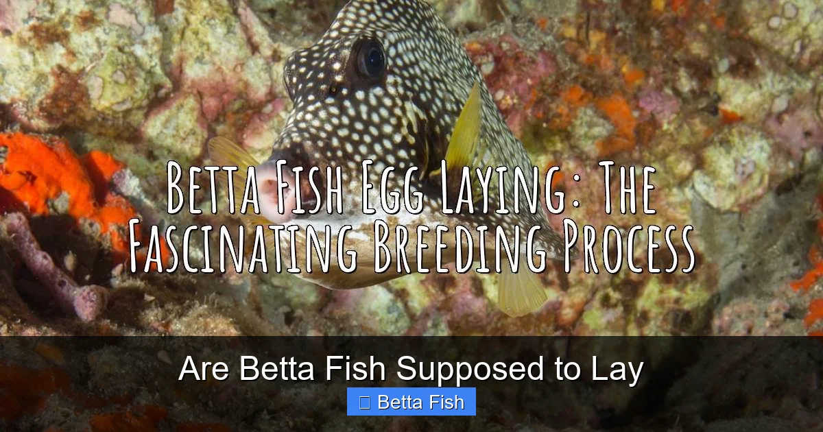Are Betta Fish Supposed to Lay