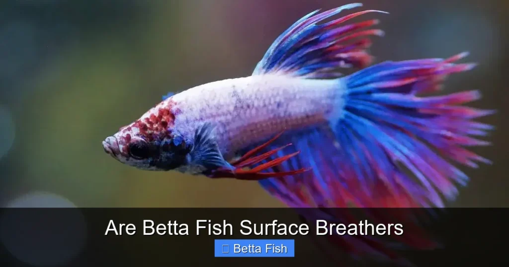 Are Betta Fish Surface Breathers