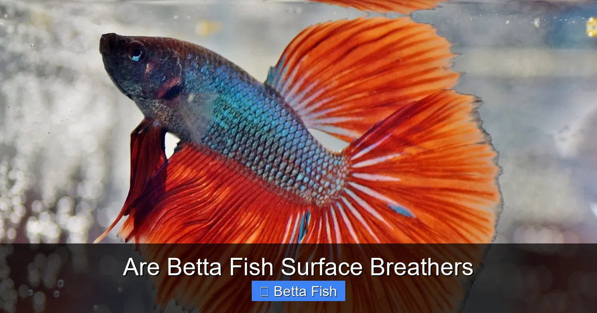 Are Betta Fish Surface Breathers