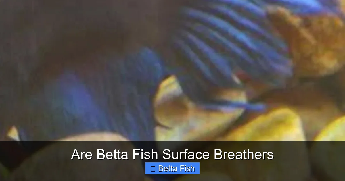 Are Betta Fish Surface Breathers