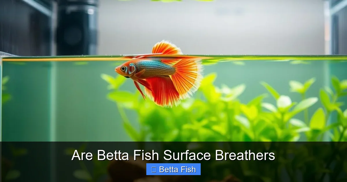 Are Betta Fish Surface Breathers