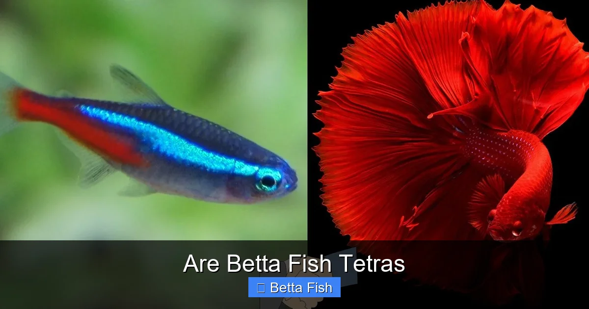 Are Betta Fish Tetras