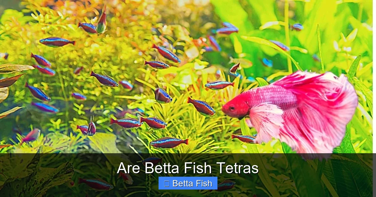 Are Betta Fish Tetras