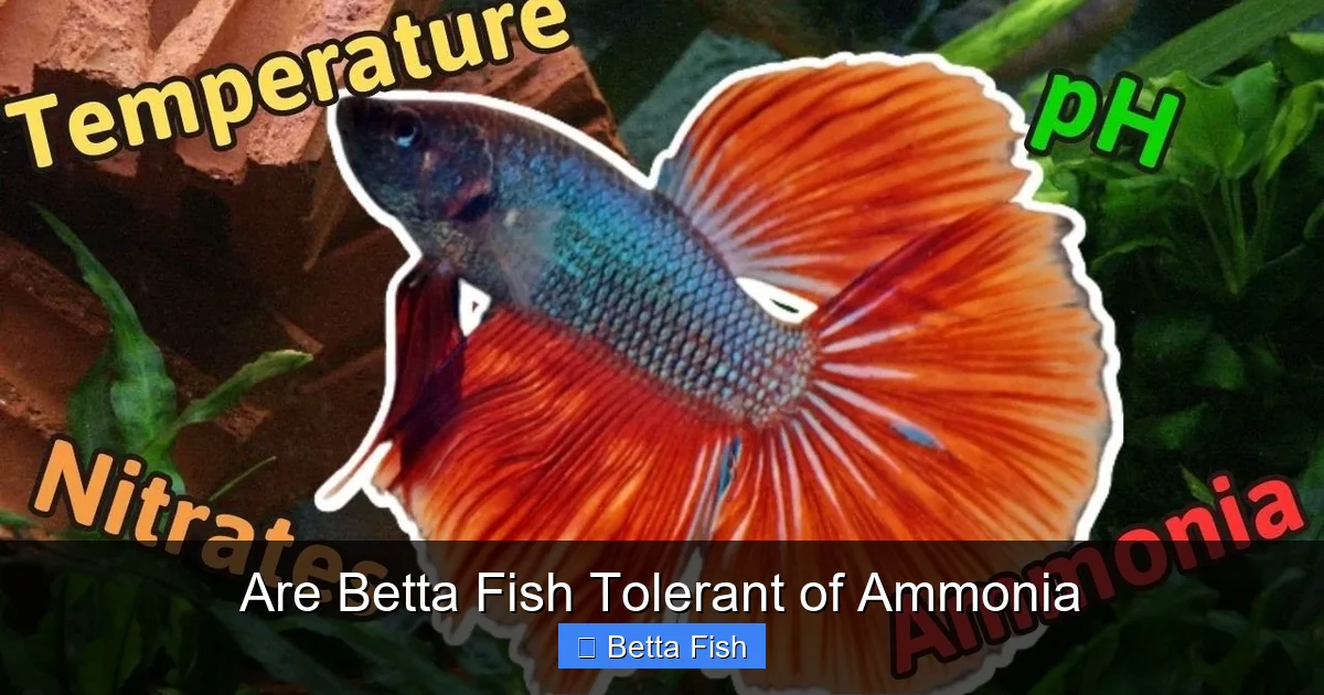 Are Betta Fish Tolerant of Ammonia