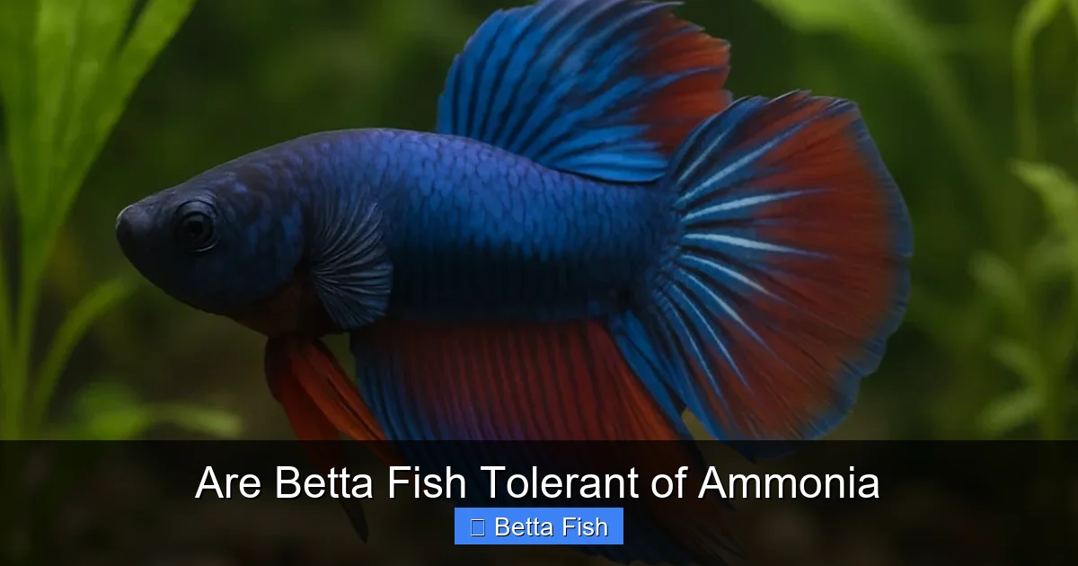 Are Betta Fish Tolerant of Ammonia