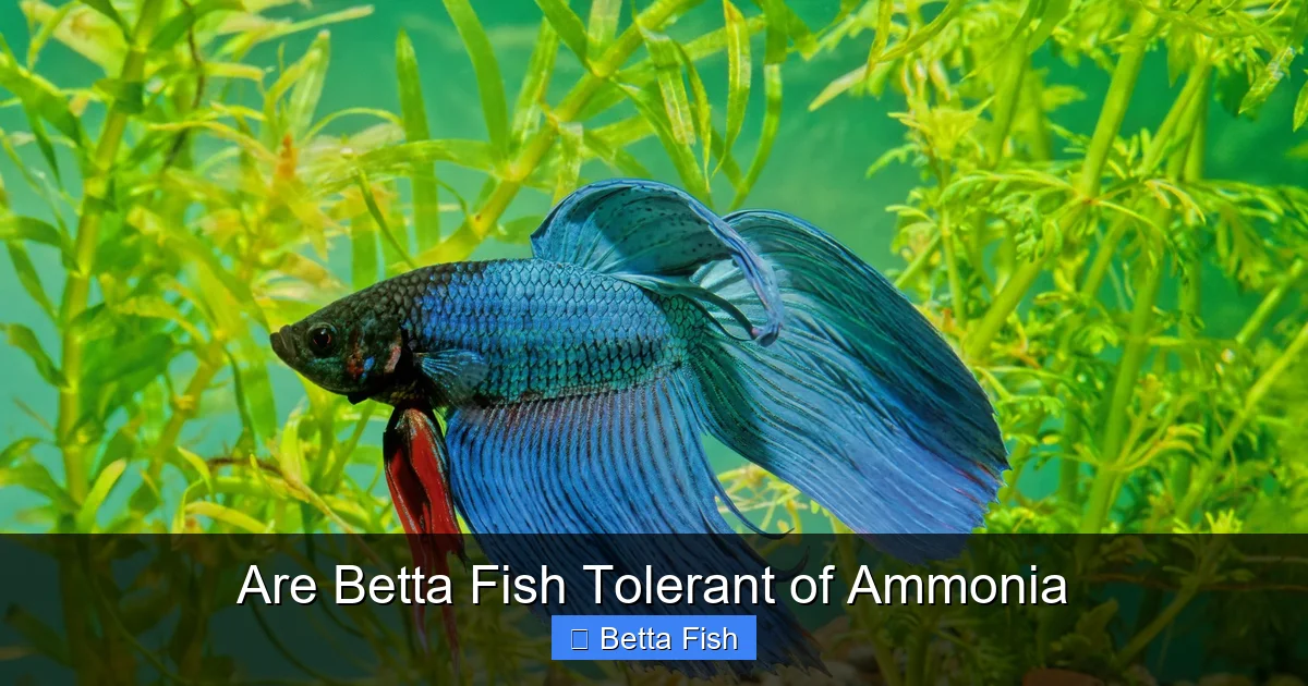 Are Betta Fish Tolerant of Ammonia