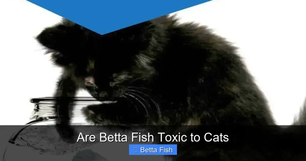 Are Betta Fish Toxic to Cats