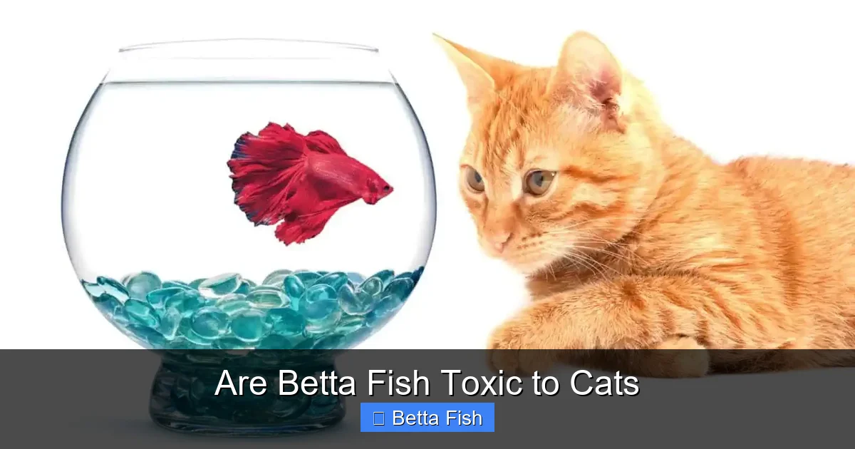 Are Betta Fish Toxic to Cats