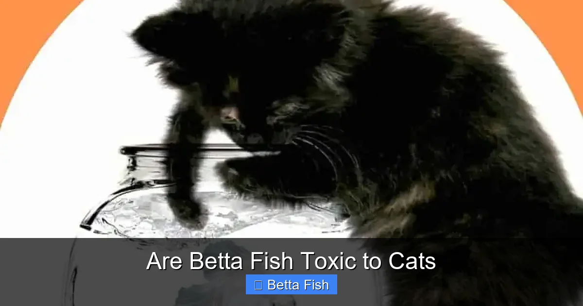 Are Betta Fish Toxic to Cats