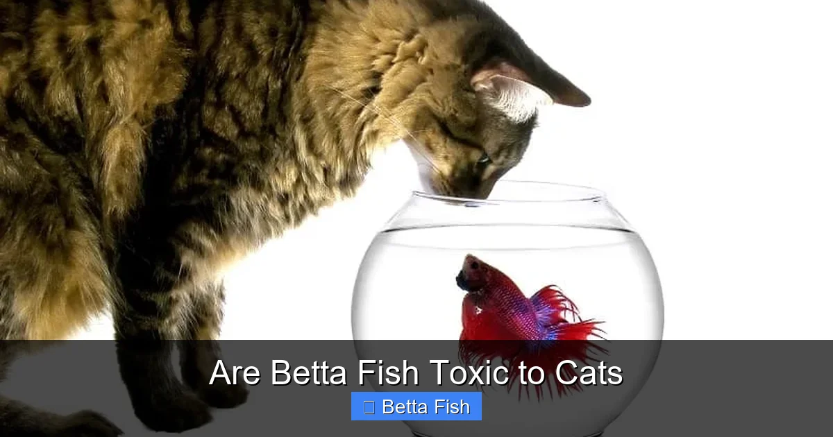 Are Betta Fish Toxic to Cats