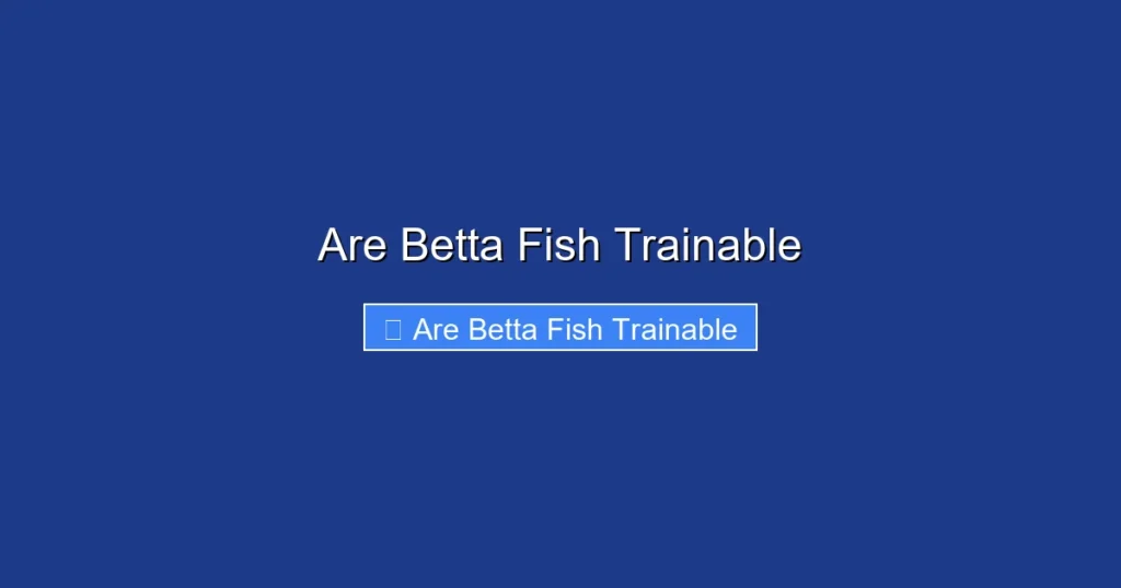 Are Betta Fish Trainable