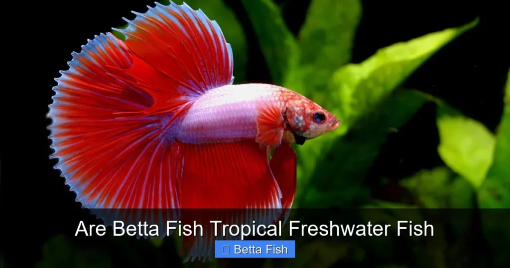 Are Betta Fish Tropical Freshwater Fish