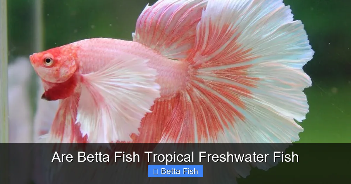 Are Betta Fish Tropical Freshwater Fish